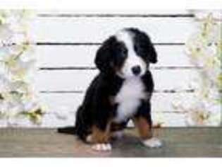 Bernese Mountain Dog Puppy for sale in Saint George, UT, USA