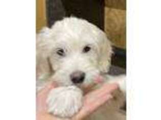 Goldendoodle Puppy for sale in Appleton, WI, USA