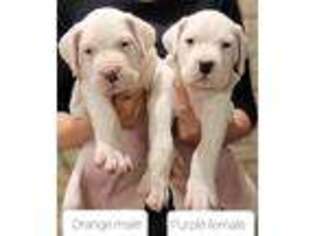 Dogo Argentino Puppy for sale in Warwick, NY, USA