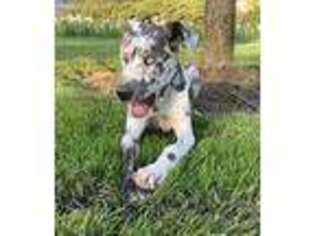 Great Dane Puppy for sale in Broomall, PA, USA