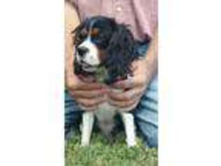 Cavalier King Charles Spaniel Puppy for sale in Morrison, TN, USA
