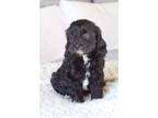Labradoodle Puppy for sale in Live Oak, CA, USA