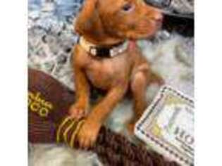 Vizsla Puppy for sale in Citrus Heights, CA, USA