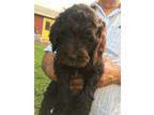 Labradoodle Puppy for sale in Chico, CA, USA