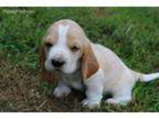 Basset Hound Puppy for sale in Summerville, GA, USA