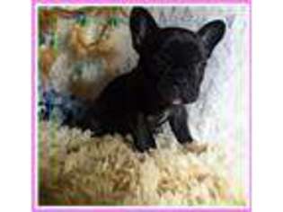 French Bulldog Puppy for sale in Silva, MO, USA
