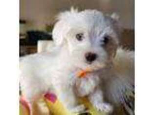 Maltese Puppy for sale in Oceanside, CA, USA