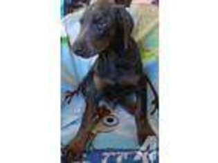 Doberman Pinscher Puppy for sale in CREAL SPRINGS, IL, USA