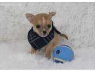 Chihuahua Puppy for sale in Oxford, MA, USA