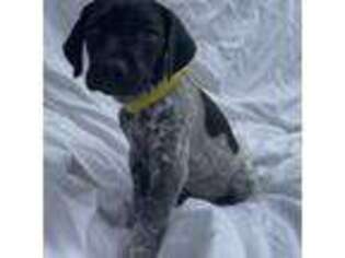 German Shorthaired Pointer Puppy for sale in Baton Rouge, LA, USA