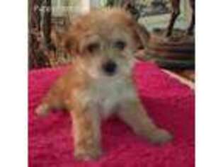 Shih-Poo Puppy for sale in Stockton, NJ, USA