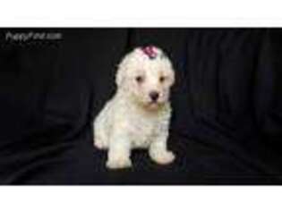 Bichon Frise Puppy for sale in Alexis, NC, USA