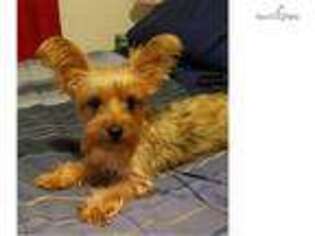 Yorkshire Terrier Puppy for sale in Fredericksburg, VA, USA