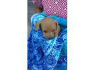 Dachshund Puppy for sale in Knippa, TX, USA
