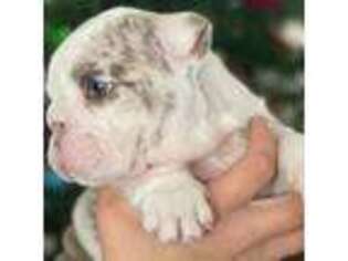 Bulldog Puppy for sale in Jackson, CA, USA
