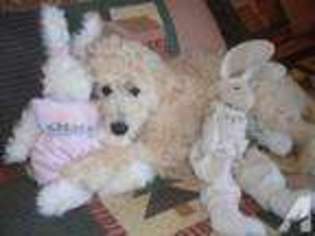 Goldendoodle Puppy for sale in SOMERSET, WI, USA