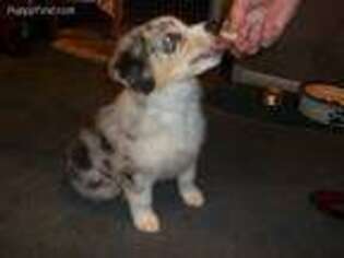 Australian Shepherd Puppy for sale in Tyler, AL, USA
