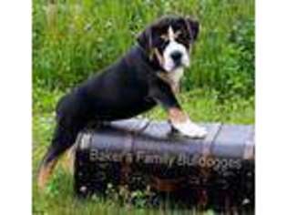Olde English Bulldogge Puppy for sale in Wadsworth, OH, USA