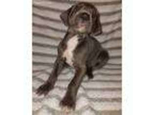 Great Dane Puppy for sale in Holden, MO, USA
