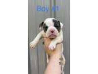Olde English Bulldogge Puppy for sale in Canton, TX, USA