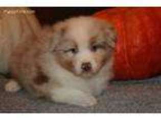 Australian Shepherd Puppy for sale in Leedey, OK, USA