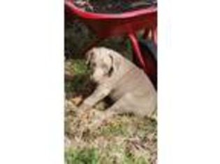 Doberman Pinscher Puppy for sale in Nocona, TX, USA