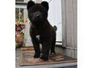 Akita Puppy for sale in Tollhouse, CA, USA