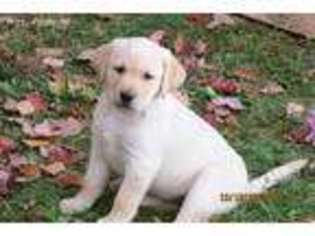 Labrador Retriever Puppy for sale in Tustin, MI, USA