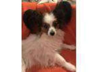 Papillon Puppy for sale in Rising Fawn, GA, USA