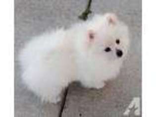 Pomeranian Puppy for sale in SANTA CLARA, CA, USA