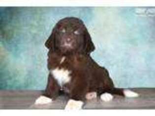 Newfoundland Puppy for sale in Saint George, UT, USA