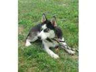 Siberian Husky Puppy for sale in Sullivan, IL, USA