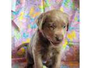 Labrador Retriever Puppy for sale in Weston, CO, USA