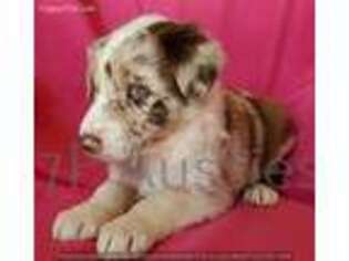Australian Shepherd Puppy for sale in Mountain Grove, MO, USA