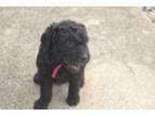 Labradoodle Puppy for sale in Marion, OH, USA