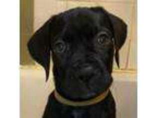 Cane Corso Puppy for sale in Cincinnati, OH, USA