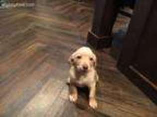 Labrador Retriever Puppy for sale in Kalamazoo, MI, USA