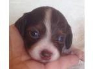 Dachshund Puppy for sale in Belton, TX, USA