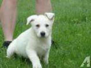 Mutt Puppy for sale in PERKASIE, PA, USA