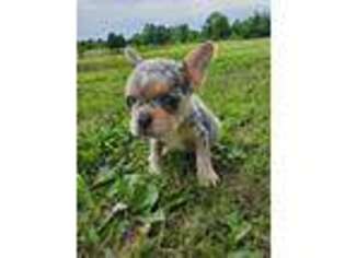 French Bulldog Puppy for sale in Eddyville, IL, USA