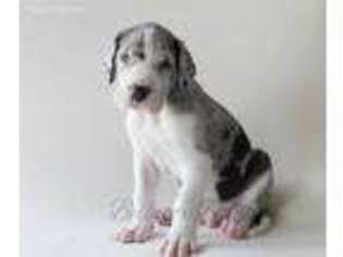 Great Dane Puppy for sale in Red Oak, OK, USA