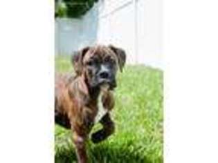 Boxer Puppy for sale in Palm Coast, FL, USA