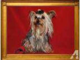 Yorkshire Terrier Puppy for sale in GAMBIER, OH, USA