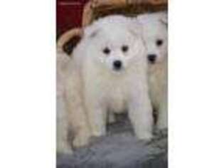 American Eskimo Dog Puppy for sale in Kalona, IA, USA