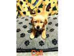 Golden Retriever Puppy for sale in Woodburn, IN, USA