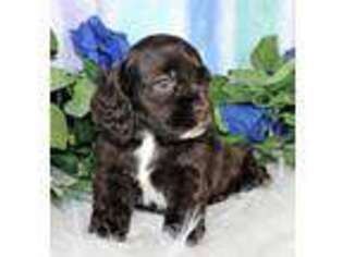 Cocker Spaniel Puppy for sale in Moffat, CO, USA