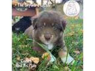 Australian Shepherd Puppy for sale in Asheboro, NC, USA