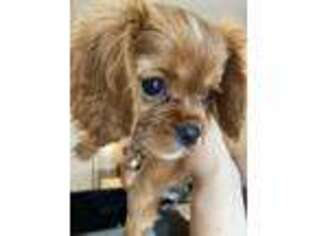 Cavalier King Charles Spaniel Puppy for sale in Hartford, CT, USA