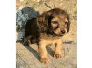 Dachshund Puppy for sale in Moses Lake, WA, USA