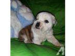 Bulldog Puppy for sale in THORNDALE, TX, USA